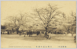 (東京名所)上野公園の櫻花 CHERRY BLOSSOMS AT UYENO PARK. / (Famous Views of Tokyo) Cherry Blossoms in Ueno Park image
