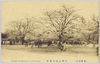 (東京名所)上野公園の櫻花　CHERRY　BLOSSOMS　AT　UYENO　PARK./(Famous Views of Tokyo) Cherry Blossoms in Ueno Park image