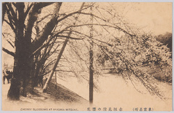 (東京名所) 赤坂見附の櫻花 CHERRY BLOSSOMS AT AKASAKA MITSUKE. / (Famous Views of Tokyo) CHERRY BLOSSOMS AT AKASAKA MITSUKE. image