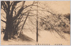 (東京名所)　赤坂見附の櫻花　CHERRY　BLOSSOMS　AT　AKASAKA　MITSUKE./(Famous Views of Tokyo) CHERRY BLOSSOMS AT AKASAKA MITSUKE. image