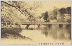 (東京名所) 赤坂辨慶橋の櫻花 CHERRY BLOSSOMS THE AKASAKA BENKEI BASHI. / (Famous Views of Tokyo) Cherry Blossoms in Benkeibashi Bridge, Akasaka image