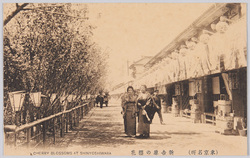 (東京名所) 新吉原の櫻花 CHERRY BLOSSOMS AT SHINYOSHIWARA / (Famous Views of Tokyo) Cherry Blossoms in Shin-Yoshiwara image