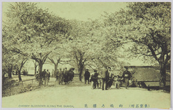 (東京名所)向嶋乃櫻花 CHERRY BLOSSOMS ALONG THE SUMIDA, / (Famous Views of Tokyo) Cherry Blossoms of Mukojima image