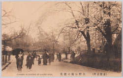 (東京名所) 上野公園の櫻花 CHERRY BLOSSOMS AT UHENO PARK. / (Famous Views of Tokyo) Cherry Blossoms in Ueno Park image