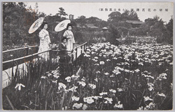堀切の花菖蒲園(大東京葛飾区) / Iris Garden in Horikiri (Katsushikaku, Great Tokyo) image