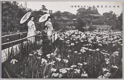 堀切の花菖蒲園(大東京葛飾区) / Iris Garden in Horikiri (Katsushikaku, Great Tokyo) image