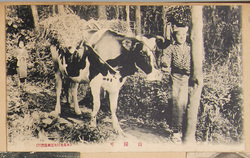山帰り(大島元村) / Coming Back from the Mountain (Motomura, Oshima) image