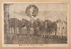 日本アームスロング一行・放馬ト団長/Japan Armstrong Troupe, Horses and Troupe's Leader image