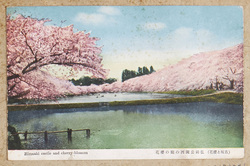 (古城と桜花)弘前公園西の廓の桜花 / (Old Castle and Cherry Blossoms) Cherry Blossoms at the Western Enclosure in Hirosaki Park image