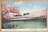(古城と桜花)弘前公園西の廓の桜花/(Old Castle and Cherry Blossoms) Cherry Blossoms at the Western Enclosure in Hirosaki Park  image