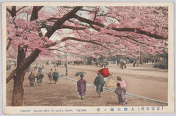 上野公園ノ桜 / Cherry Blossoms in Ueno Park image