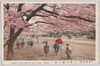 上野公園ノ桜/Cherry Blossoms in Ueno Park image