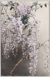 藤 / Wisteria image
