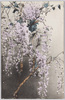 藤/Wisteria image