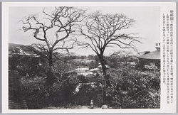 双柿樹 / A Pair of Persimmon Trees image