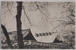 靖国神社 / Yasukuni Shrine image