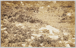 [野鳥] / [Wild Birds] image