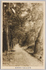 明石公園の林間道/Woodland Path in Akashi Park image
