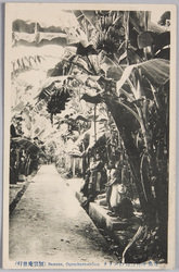 母島沖村路傍のバナナ Banana,Ogasahara-shima / Banana Trees on the Roadside, Okimura, Hahajima Island image