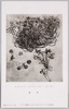 レオナルド・ダ・ヴィンチ　デッサン　植物/Sketch by Leonardo da Vinci: Plants image