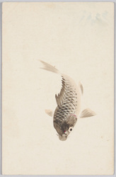 コイ / Carp image