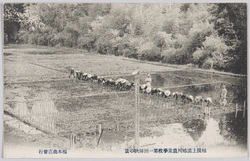 相模上溝鳩川農業学校第一回挿秧の景 / Kamimizo Hatogawa Agricultural School in Sagami, Scene of the 1st Rice Planting image