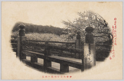 伊勢内宮宇治橋の桜花 / Cherry Blossoms by the Ujibashi Bridge at the Naikū (Kōtaijingū) Shrine, Ise image