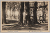 鎮守諏訪の森/Grove of the Suwa Shrine image