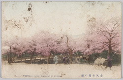 赤坂葵橋の桜 / Cherry Blossoms at Aoi Bridge, Akasaka image