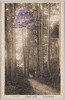 参道ノ杉並木/Cedar Avenue Along the Approach to the Temple image