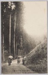 高尾名勝 一ノ橋ヨリ杉並木ヲ望ム / Scenic Beauties of Takao, View of the Cedar Avenue From Ichinohashi image