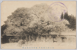 富士山表口名所 源頼朝公駒止桜 / Famous Landmark of Mt. Fuji Omoteguchi, Minamoto no Yoritomo Komadome Sakura image