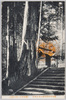 境内末社曽我神社及兄弟杉/Keidai Massha Soga Shrine and Brother Cedar Trees image