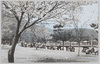 中島公園の春/Spring in Nakajima Park image