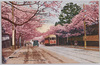 三宅坂の桜/Cherry Blossoms in Miyakezaka image