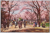 上野動物園前の桜/Cherry Blossoms in Front of Ueno Zoo image