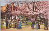九段遊就館前の桜/Cherry Blossoms in Front of Kudan Yūshūkan image