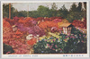 日比谷公園の躑躅　4/Azaleas in Hibiya Park 4 image