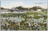 上野公園不忍池(東京)　/Shinobazu Pond, Ueno Park (Tokyo) image