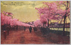 上野不忍池畔ノ桜/Cherry Blossoms at Shinobazu Pond, Ueno image