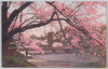 赤坂弁慶橋の桜/Cherry Blossoms at Benkei Bridge, Akasaka image