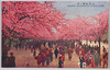 上野公園ノ桜/Cherry Blossoms in Ueno Park image