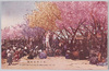 荒川堤五色桜/Five-colored Cherry Blossoms of the Arakawa Riverbank image