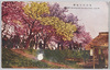荒川堤五色桜/Five-colored Cherry Blossoms of the Arakawa Riverbank image