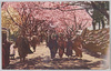 荒川堤五色桜/Five-colored Cherry Blossoms of the Arakawa Riverbank image