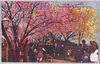 荒川堤五色桜/Five-colored Cherry Blossoms of the Arakawa Riverbank image