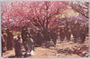 荒川堤五色桜/Five-colored Cherry Blossoms of the Arakawa Riverbank image