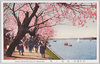 (帝都桜花)向嶋ノ桜/(Cherry Blossoms in the Imperial Capital) Cherry Blossoms in Mukōjima image