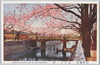 (帝都桜花)江戸川ノ桜/(Cherry Blossoms in the Imperial Capital) Cherry Blossoms at Edo River image