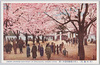 (帝都桜花)上野公園動物園前ノ桜/(Cherry Blossoms in the Imperial Capital) Cherry Blossoms in Front of the Zoo at Ueno Park image